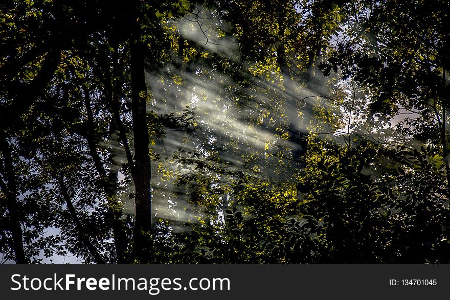 Nature, Tree, Sky, Forest