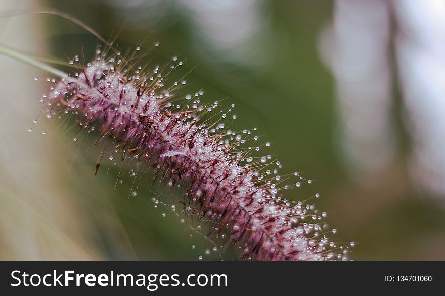 Close Up, Flora, Macro Photography, Flower