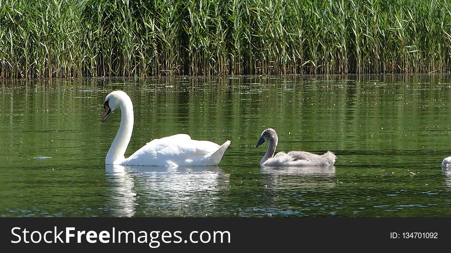 Swan, Bird, Water Bird, Waterway