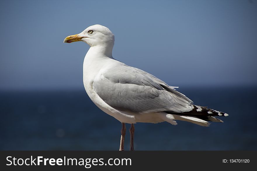 Bird, Gull, European Herring Gull, Seabird