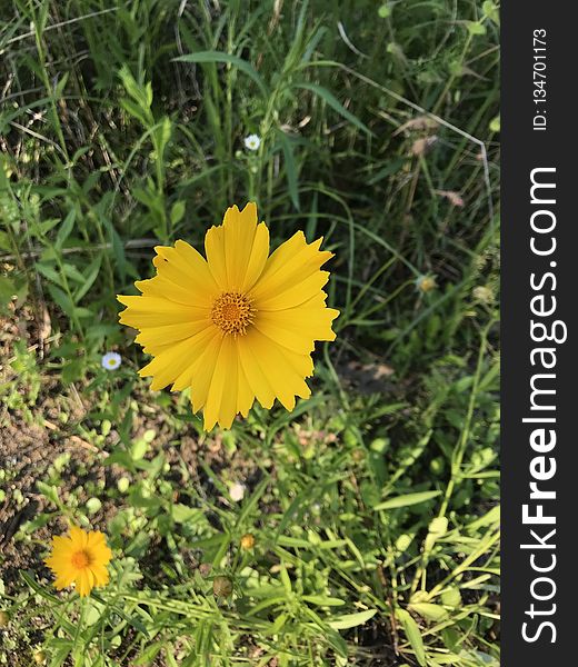 Flower, Chrysanthemum Coronarium, Flora, Plant