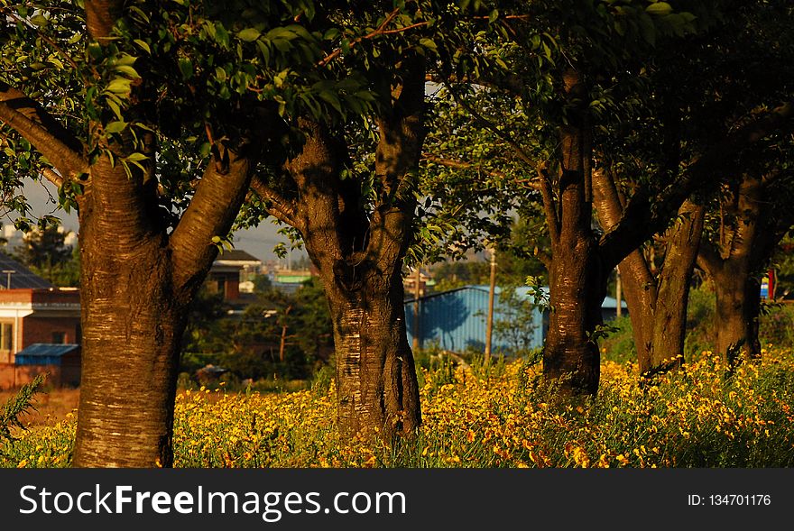 Nature, Tree, Vegetation, Light