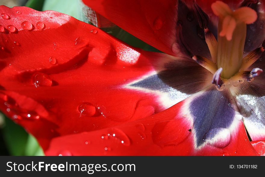 Flower, Red, Flora, Petal