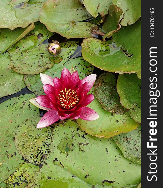 Flower, Plant, Flora, Aquatic Plant