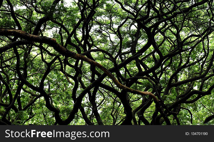 Tree, Branch, Vegetation, Leaf