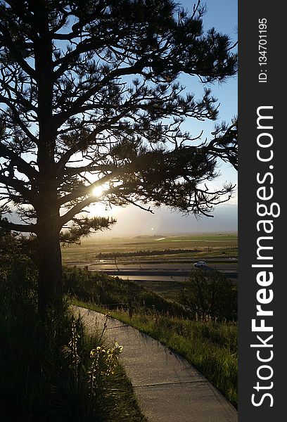 Sky, Tree, Nature, Woody Plant