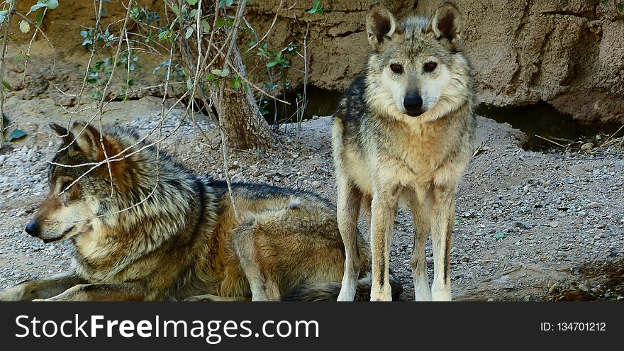 Wildlife, Wolf, Fauna, Dog Like Mammal