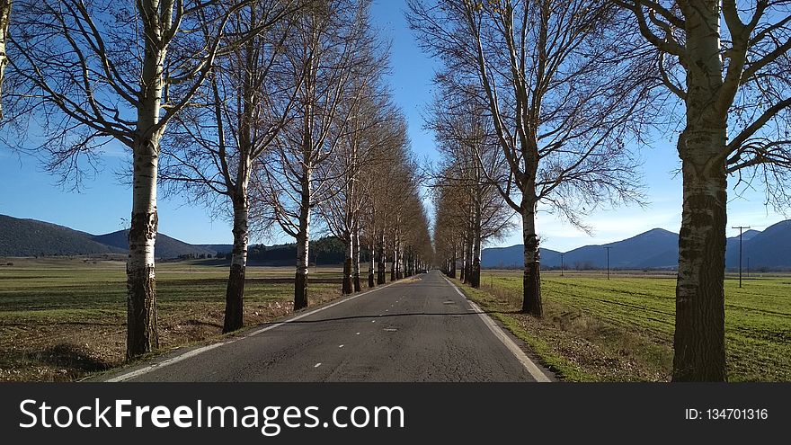 Road, Path, Tree, Sky