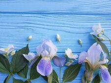 Beautiful Flower Romance Blossom Of Iris On A Blue Wooden Background Royalty Free Stock Photo
