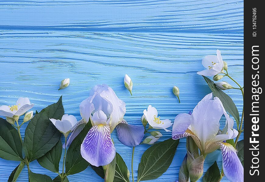 Beautiful flower of iris blossom a blue wooden background bouquet romance. Beautiful flower of iris blossom a blue wooden background bouquet romance