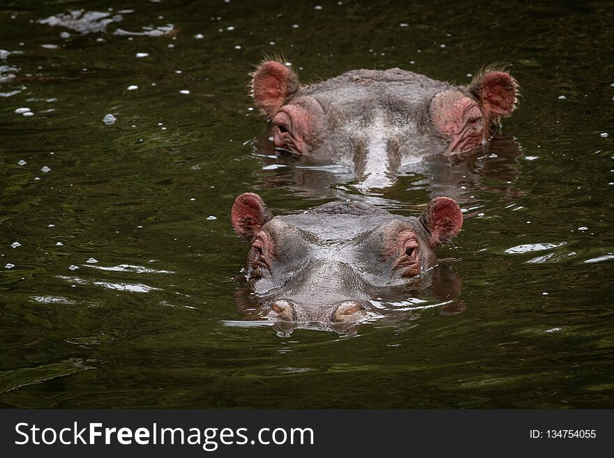 One Hippo Head Behind Another In Lake