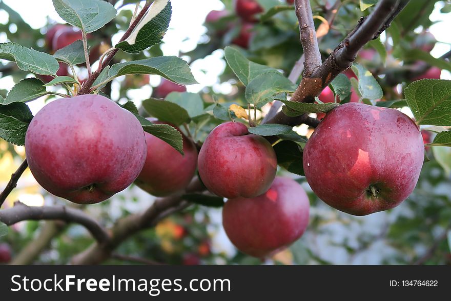 Fruit, Apple, Fruit Tree, Plant