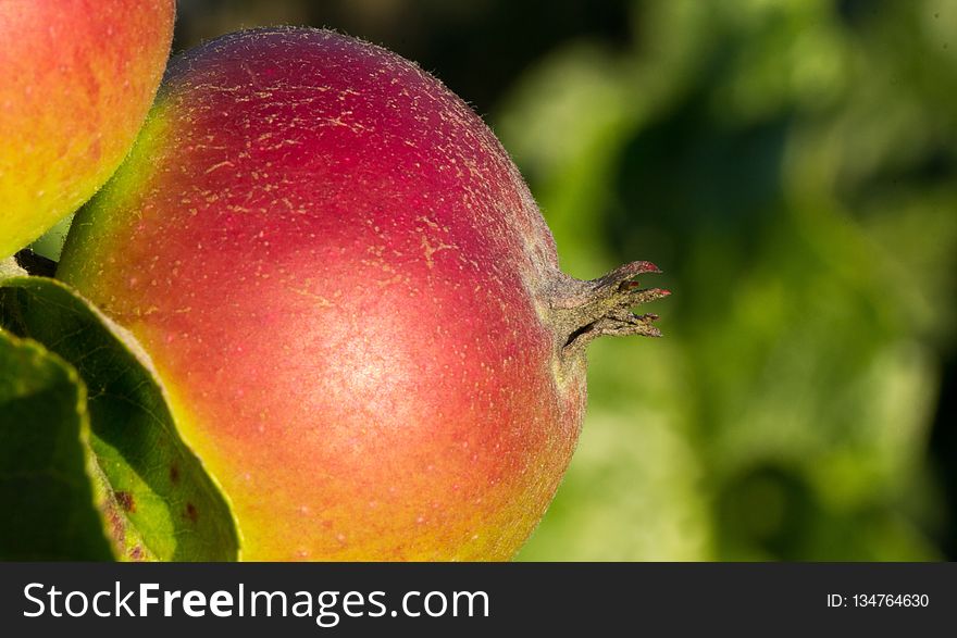 Fruit, Local Food, Close Up, Apple