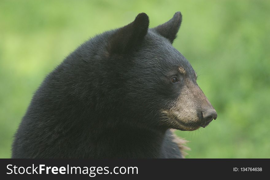 American Black Bear, Bear, Terrestrial Animal, Mammal
