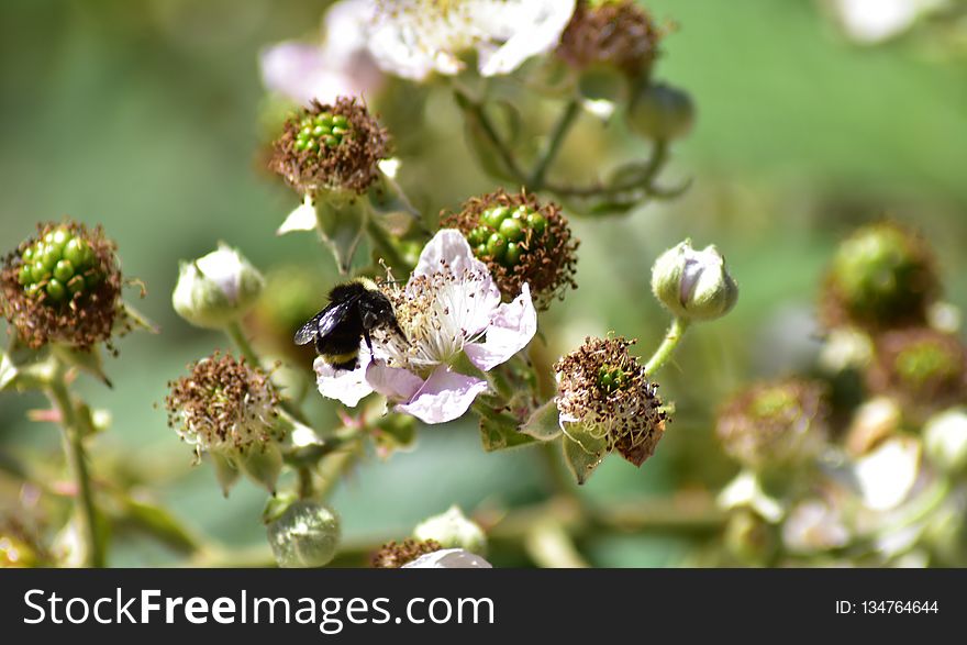 Flower, Flora, Spring, Plant