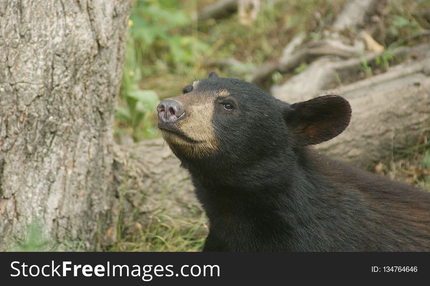 American Black Bear, Terrestrial Animal, Mammal, Bear