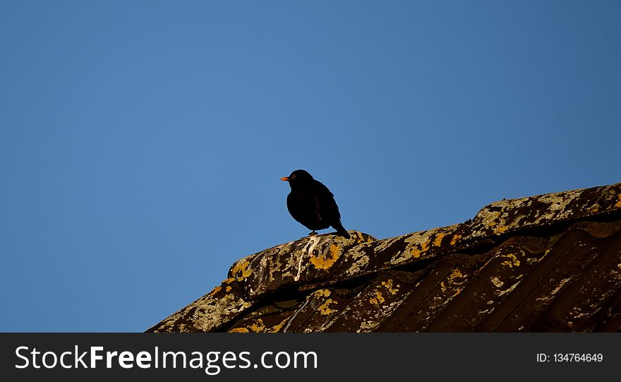 Sky, Bird, Fauna, Beak