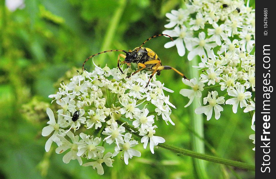 Parsley Family, Cow Parsley, Flora, Bee