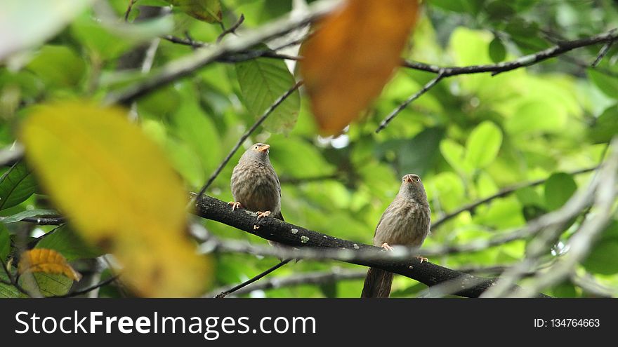 Bird, Fauna, Branch, Beak