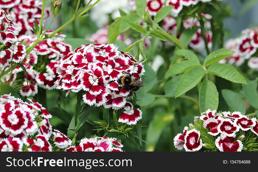 Flower, Plant, Flowering Plant, Annual Plant