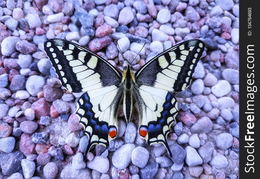 Butterfly, Moths And Butterflies, Insect, Invertebrate