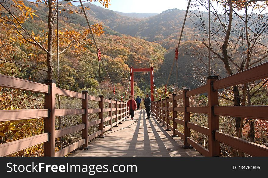 Nature, Path, Plant, Tree