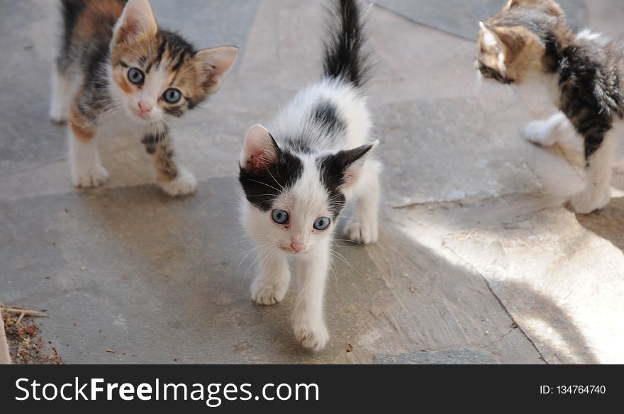 Cat, Small To Medium Sized Cats, Cat Like Mammal, Kitten
