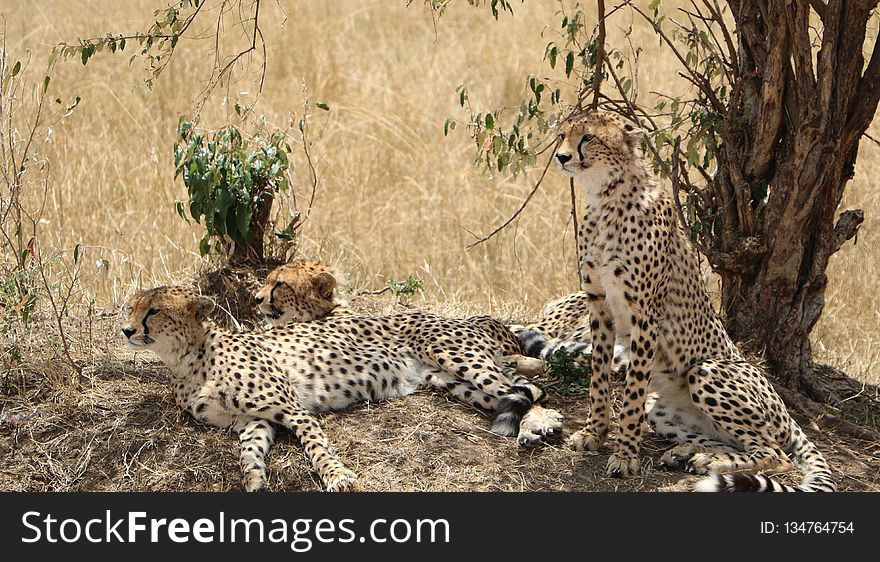 Cheetah, Terrestrial Animal, Wildlife, Mammal