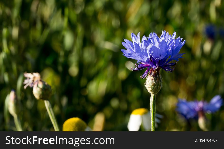 Flower, Flora, Wildflower, Plant