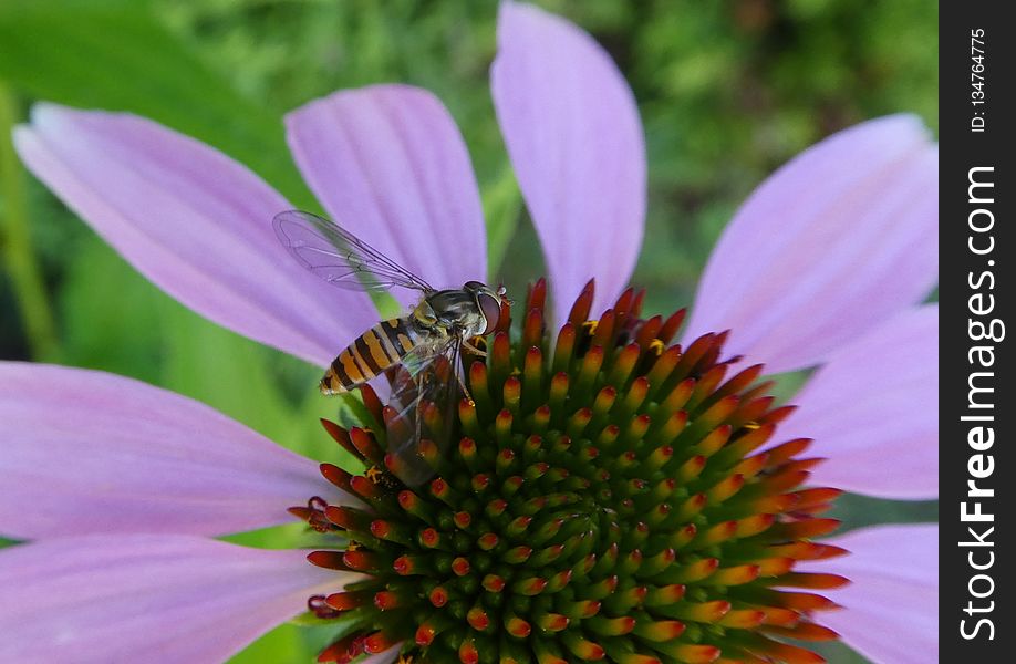 Flower, Nectar, Honey Bee, Bee