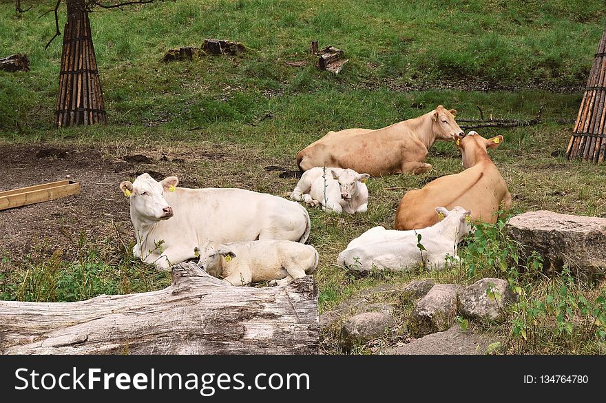 Cattle Like Mammal, Pasture, Fauna, Zoo