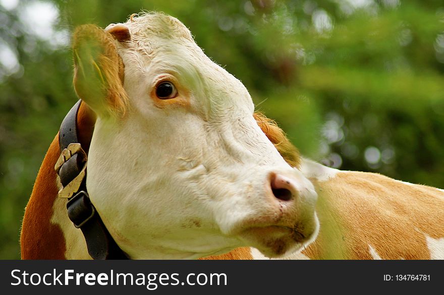 Cattle Like Mammal, Green, Dairy Cow, Fauna