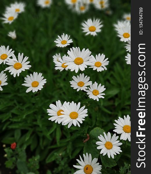 Flower, Oxeye Daisy, Chamaemelum Nobile, Plant