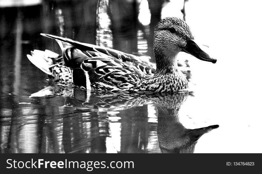 Duck, Bird, Water Bird, Black And White