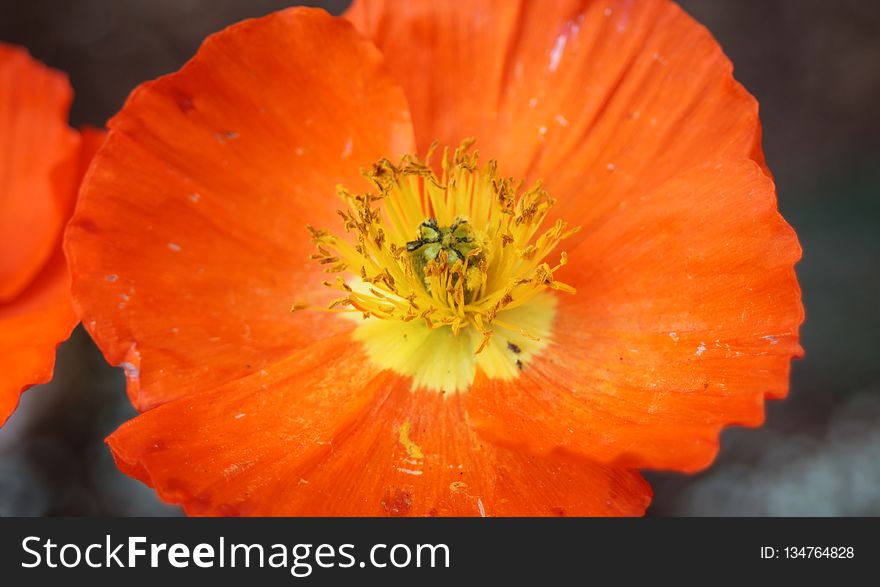 Flower, Orange, Yellow, Wildflower