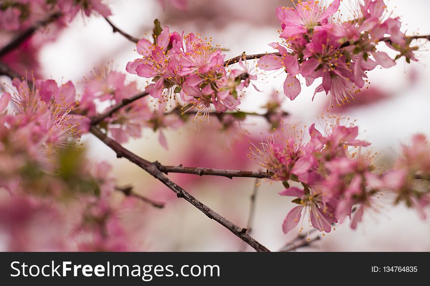 Blossom, Pink, Branch, Cherry Blossom