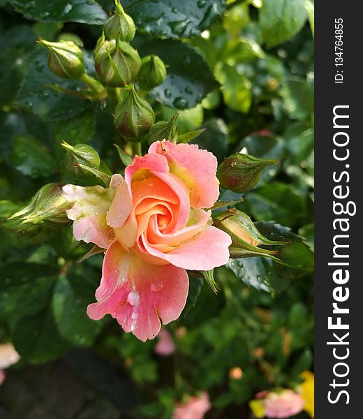 Flower, Rose Family, Plant, Flowering Plant