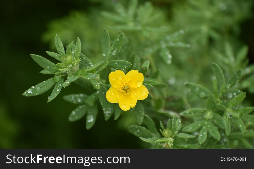 Common Tormentil, Flower, Flora, Subshrub
