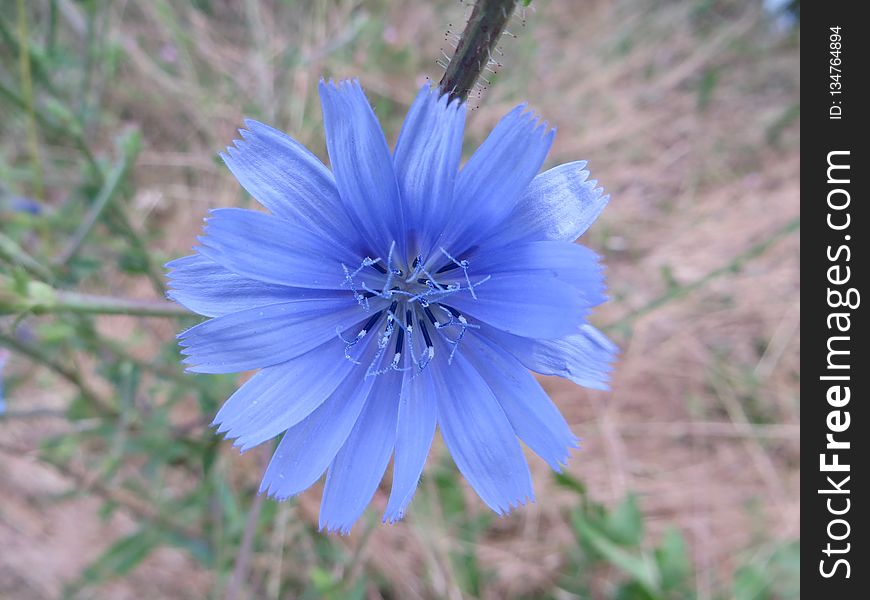 Blue, Flower, Flora, Plant