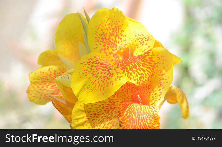 Flower, Yellow, Flora, Flowering Plant