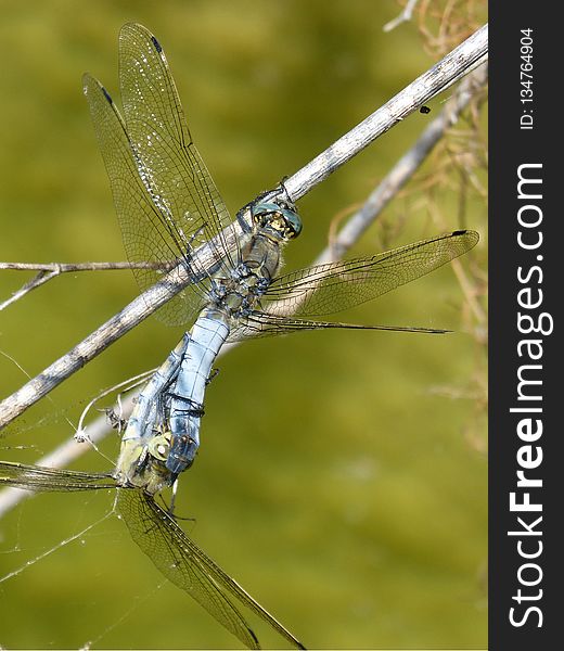 Dragonfly, Insect, Dragonflies And Damseflies, Invertebrate