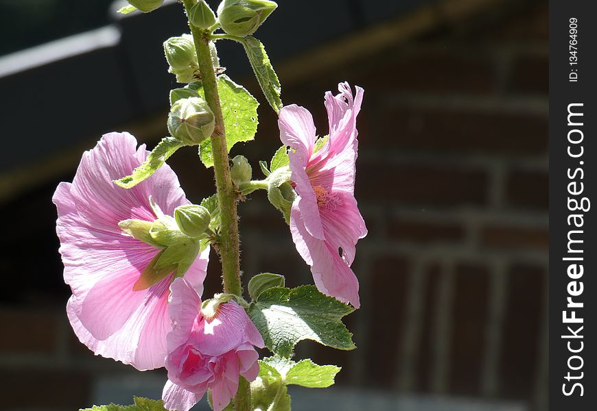 Plant, Flower, Hollyhocks, Malvales