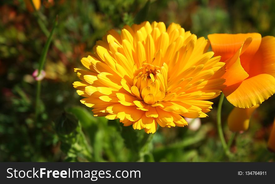 Flower, Yellow, Calendula, Nectar
