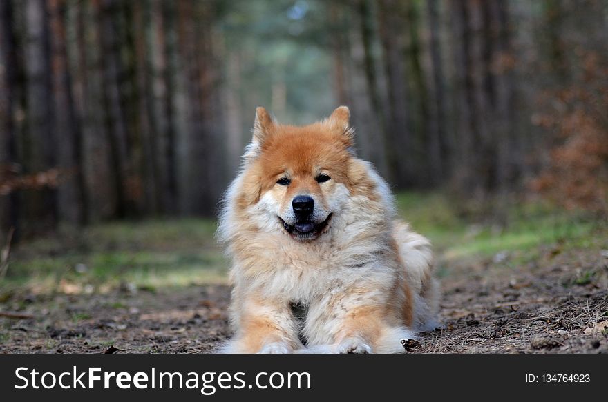 Dog, Dog Like Mammal, Dog Breed, German Spitz Mittel