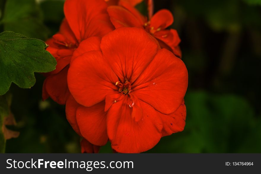 Flower, Petal, Wildflower, Close Up