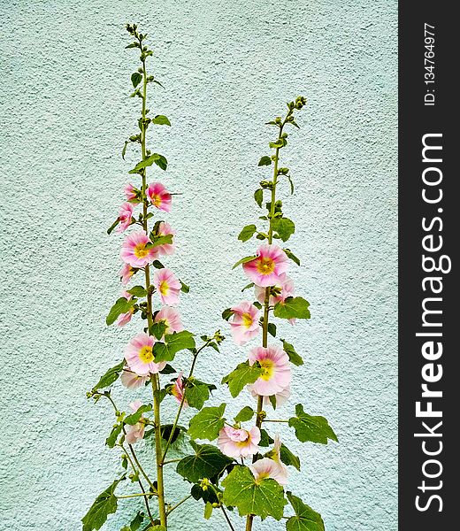 Flower, Flowering Plant, Plant, Hollyhocks