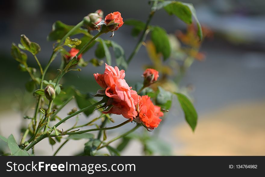 Flora, Flower, Vegetation, Plant