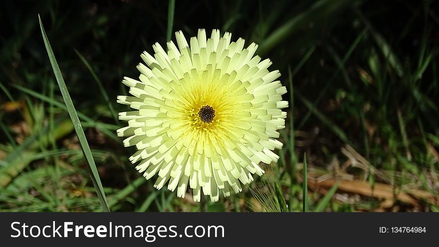 Flower, Flora, Wildflower, Close Up