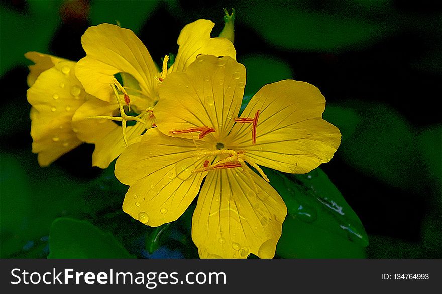 Flower, Yellow, Flora, Evening Primrose