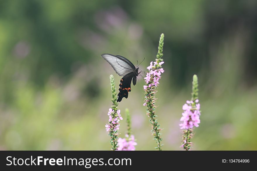 Butterfly, Insect, Moths And Butterflies, Fauna